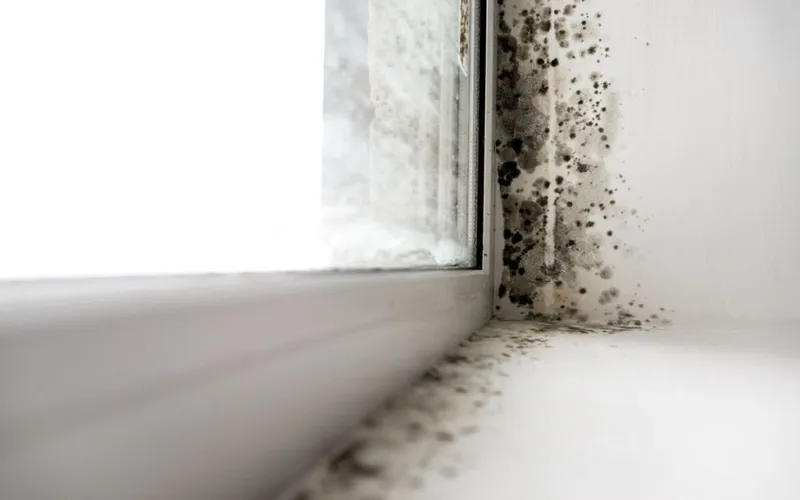 black-mold